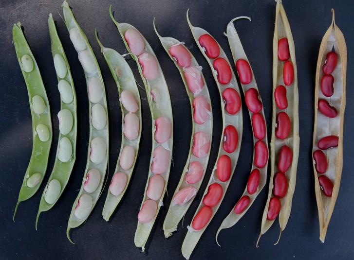 Nueva variedad de fríjol más nutritivo entra al mercado del Caribe colombiano