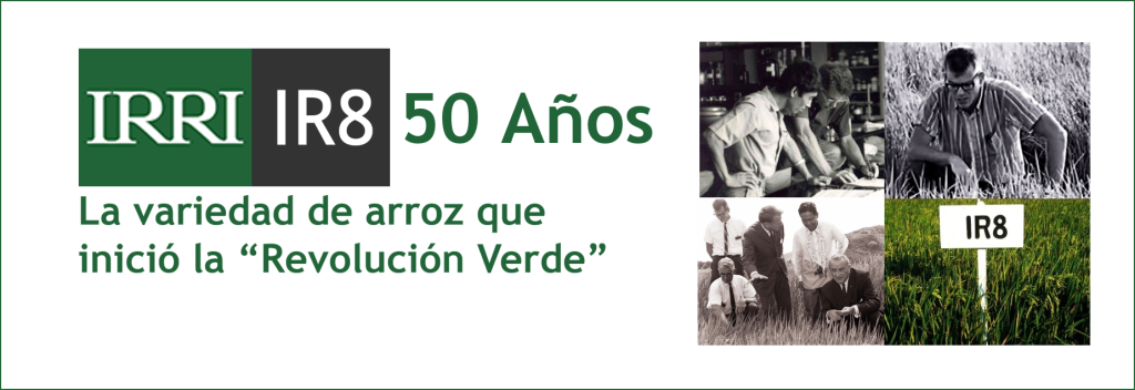 IR8: La variedad de arroz que inició la "Revolución Verde"