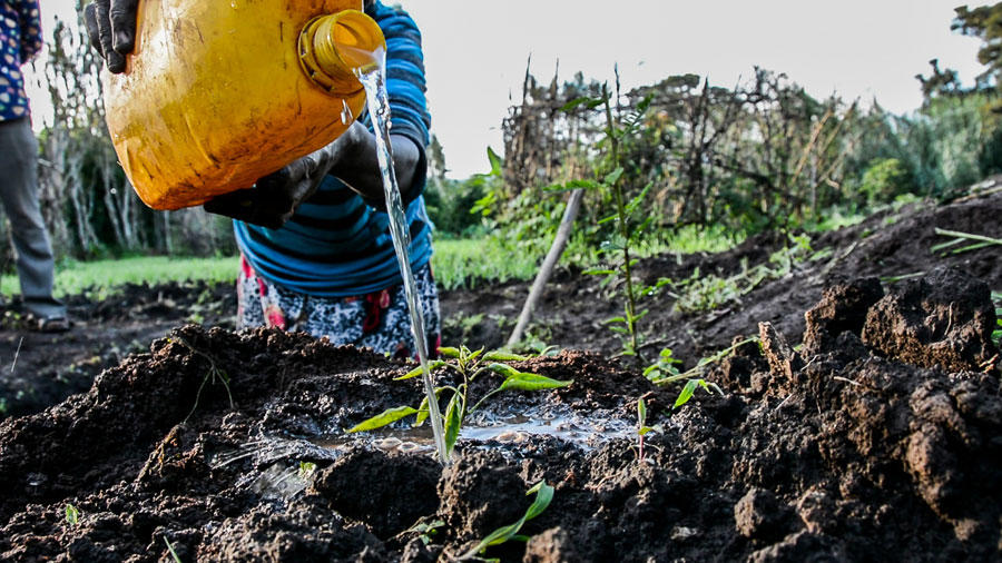 Soil Organic Carbon and the 4‰ Initiative: Soils for food security and climate