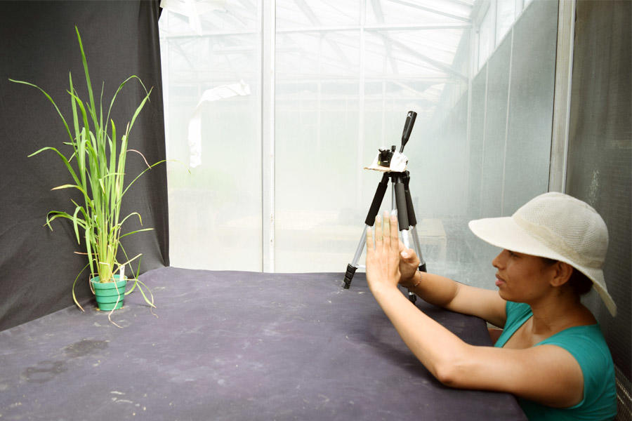María Elker Montoya, champion creator of method to fight Rice Hoja Blanca Virus