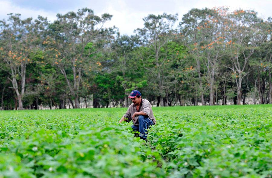El CIAT asume importante rol en la Mesa de Cooperantes del sector agropecuario de Nicaragua