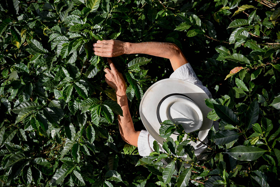 Más inversión en investigación agrícola, clave para que América Latina sea una despensa mundial