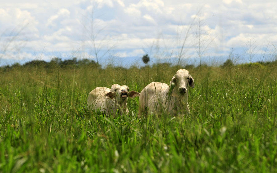 Can development and conservation go hand in hand in Colombia’s Orinoquia region?