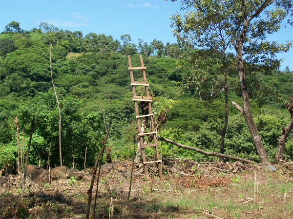 The Quesungual Agroforestry System Takes Root in Nicaragua