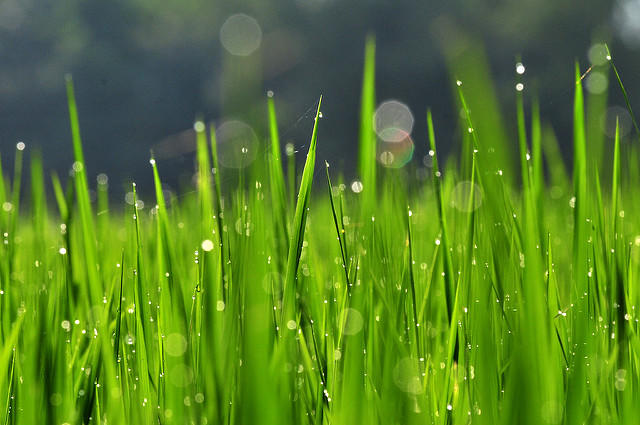 Fortaleciendo habilidades para la integración de la perspectiva de género en el desarrollo agrícola