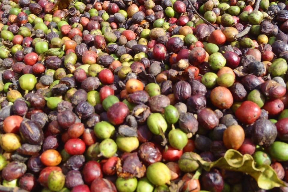 Multi-stakeholder efforts blend into one national coffee and climate change strategy in Vietnam