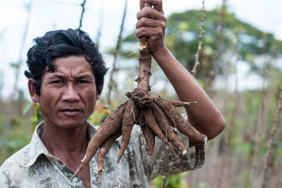 Climate-triggered pest and disease invaders threaten US$5 billion cassava industry in Asia
