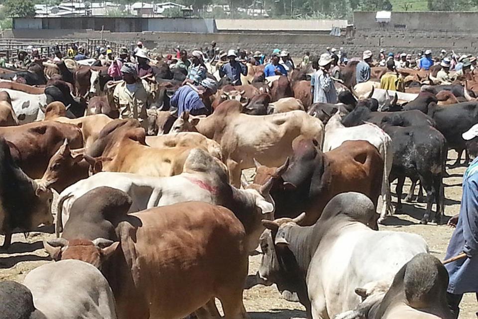 Strengthening institutional and human capacity on National Livestock Market Information system in Ethiopia