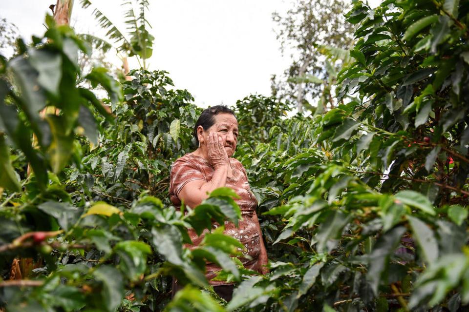 Climate change drives cropping shifts from coffee to cocoa in Central America