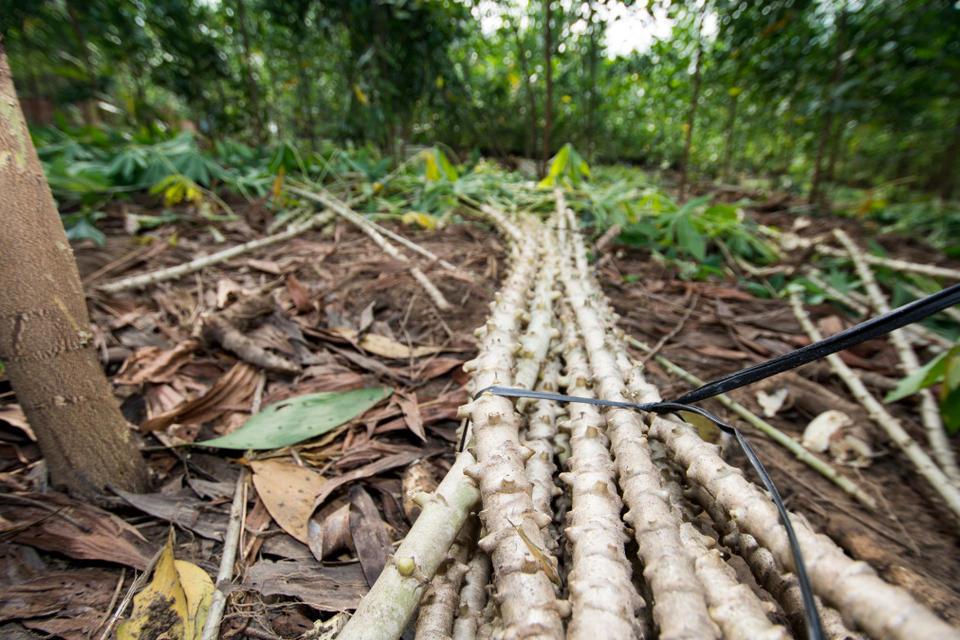 Kick-starting food resilience in Philippines