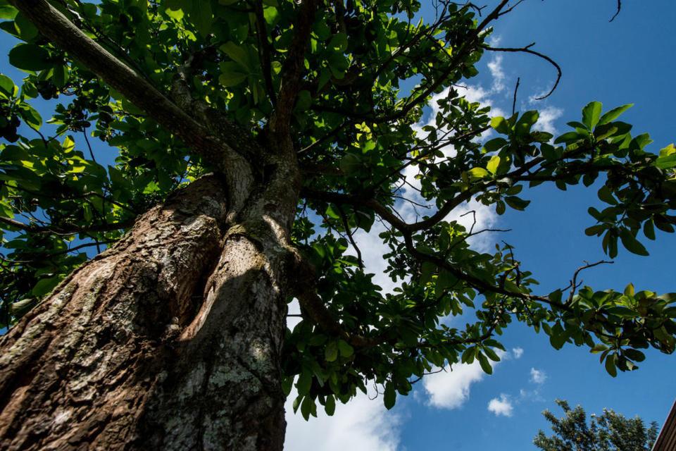 Trees on agricultural land sink four times more carbon