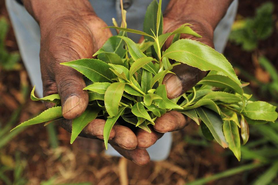 New research exposes urgent need to transform key agriculture regions across Africa by as early as 2025