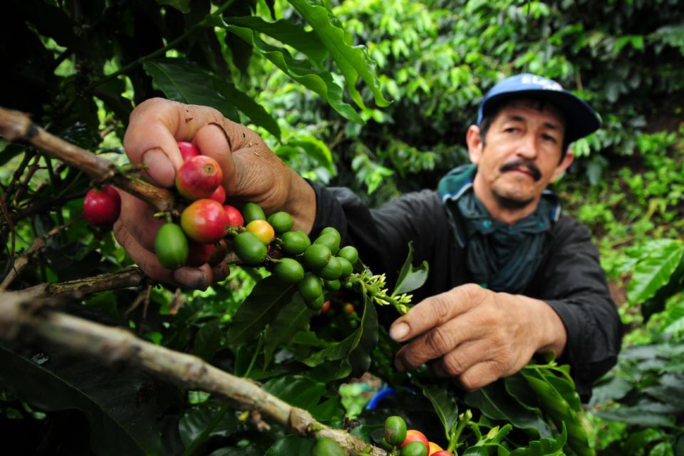 Coffee, climate change and what it means for bees