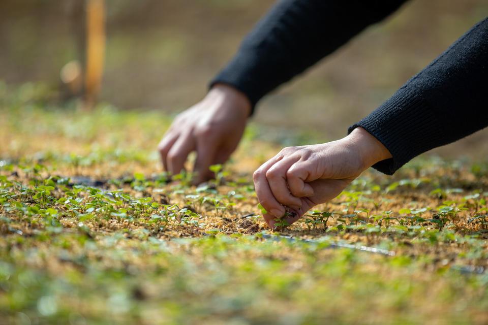 Indigenous Seed Systems in Northwestern Vietnam Checking young vegetable seedlings in Sa Pa, Lao Cai province, Vietnam.