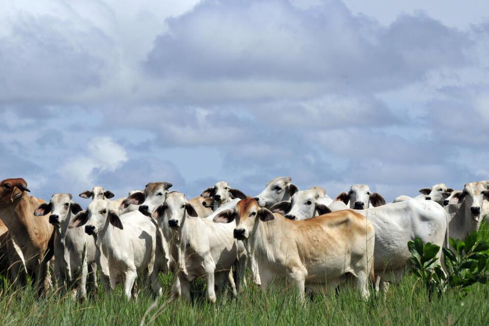 A move to improve pasture management and cut down greenhouse gases from cattle