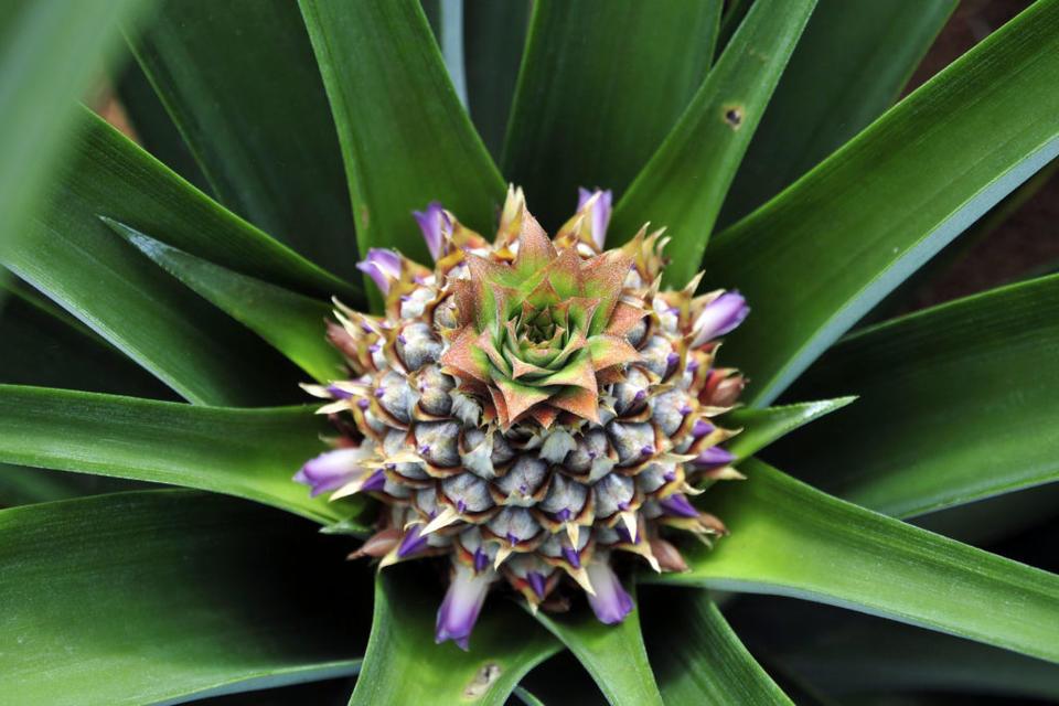 Piña que madura en el Valle