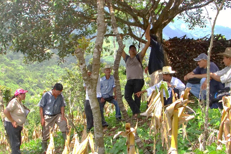 El CIAT y socios del proyecto ABES presentan logros tras cuatro años de trabajo