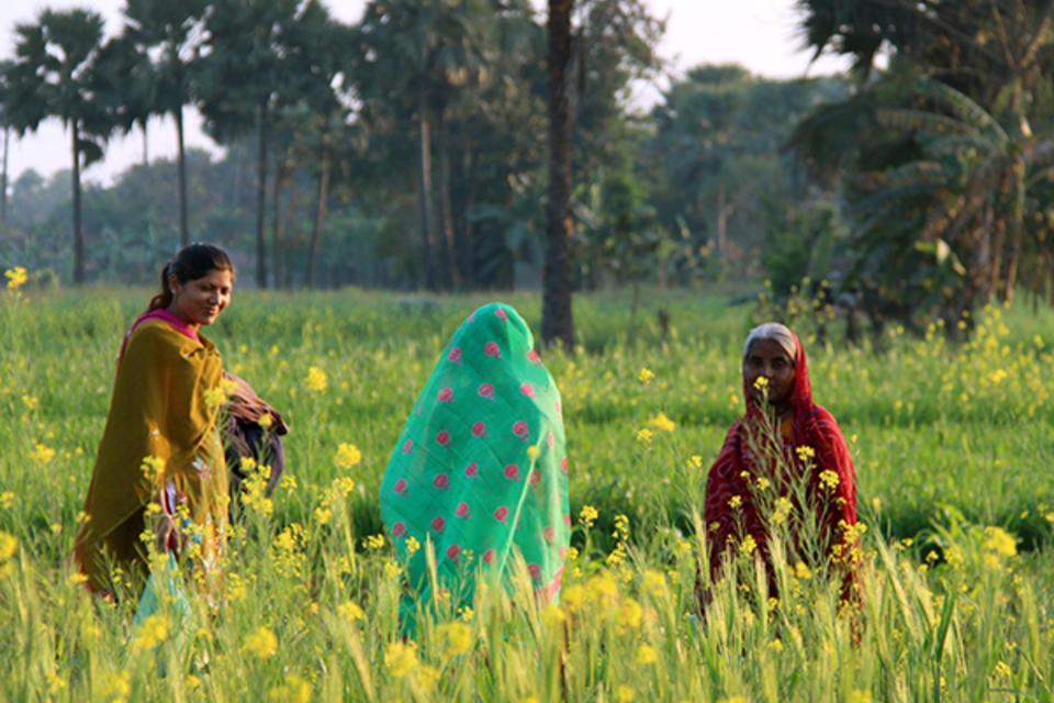 Small farms are essential for food security, study says