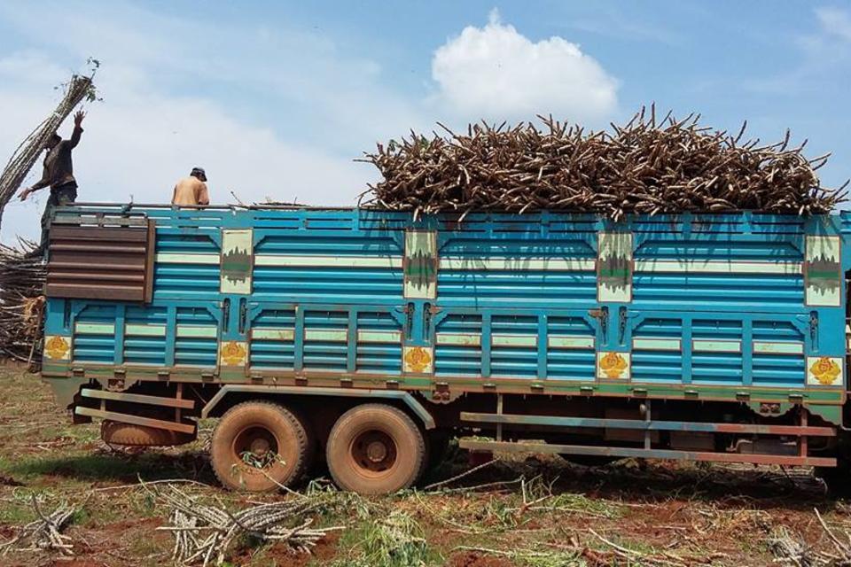 Understanding cassava seed networks to curb disease spread in Southeast Asia