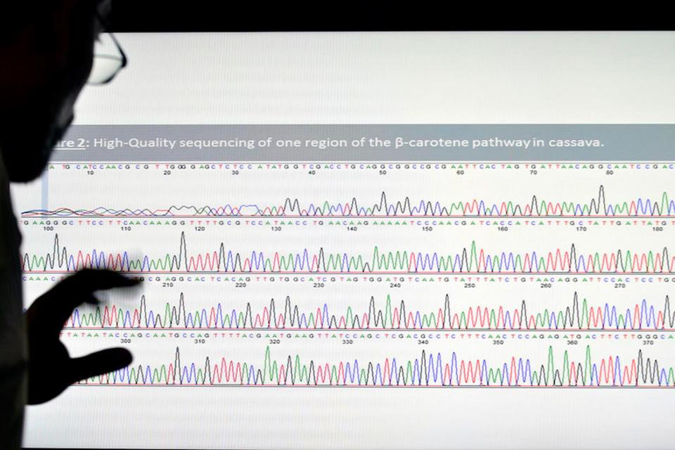 The Cassava Genome Hub: Terabytes of tuberous tropical root research set to revolutionize big data for agriculture