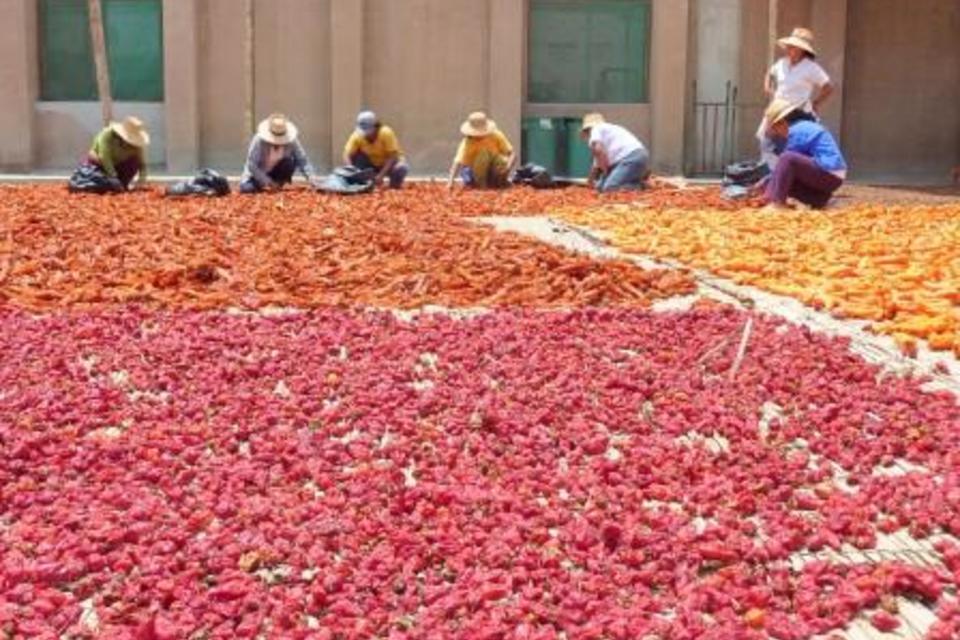 Reaching Across the Metaphorical Divide: Understanding Sustainable Diets and Food Systems