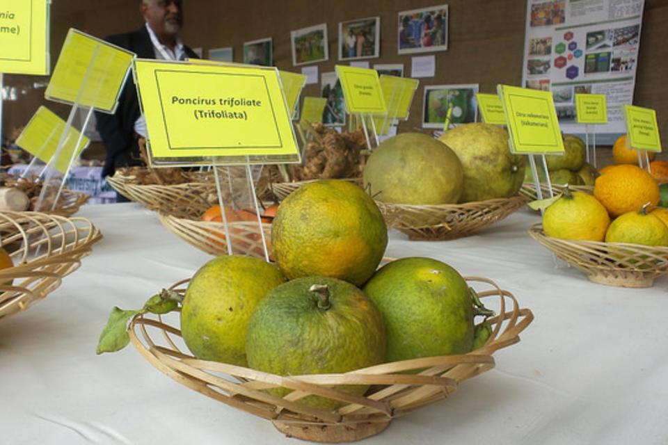 Agricultural biodiversity for “The Future We Want” – a close-up on indigenous perspectives