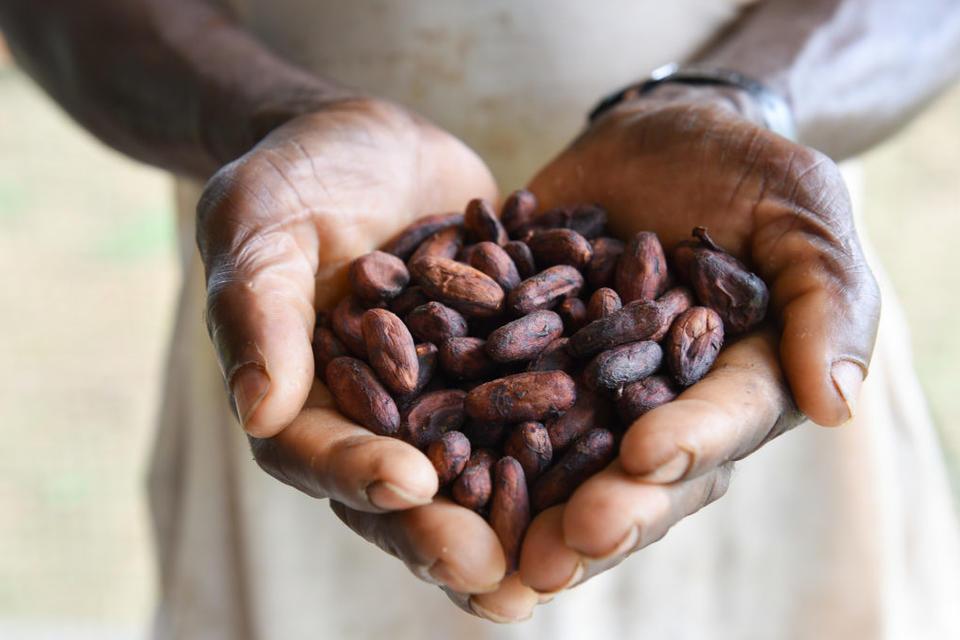 Opinion: Yes, we can still have chocolate in 2050 | Medium