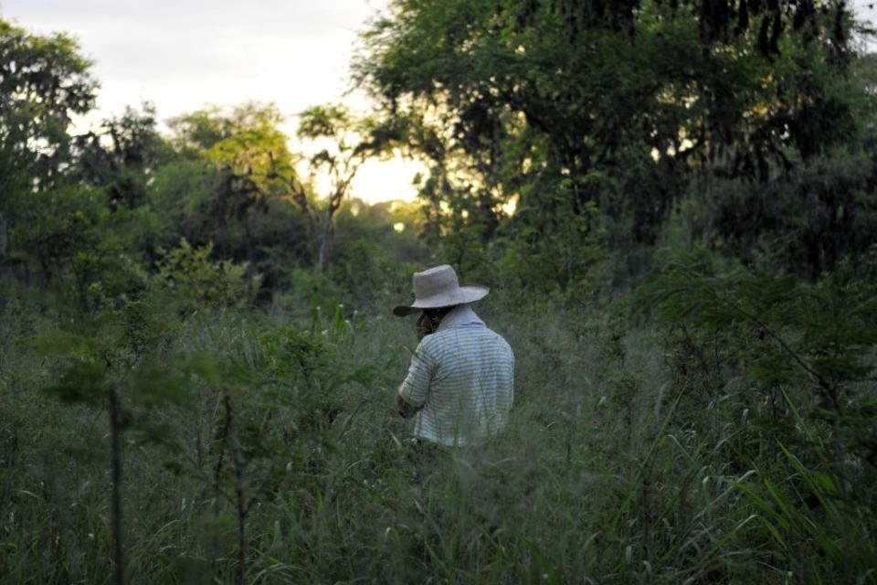 Opinion: Armed conflict was not always ‘good’ for preventing deforestation in Colombia | Mongabay
