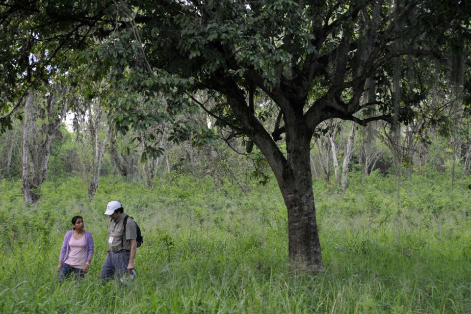 During peacetime, a sound strategy for saving Colombian forests? A new study points to collective land titling