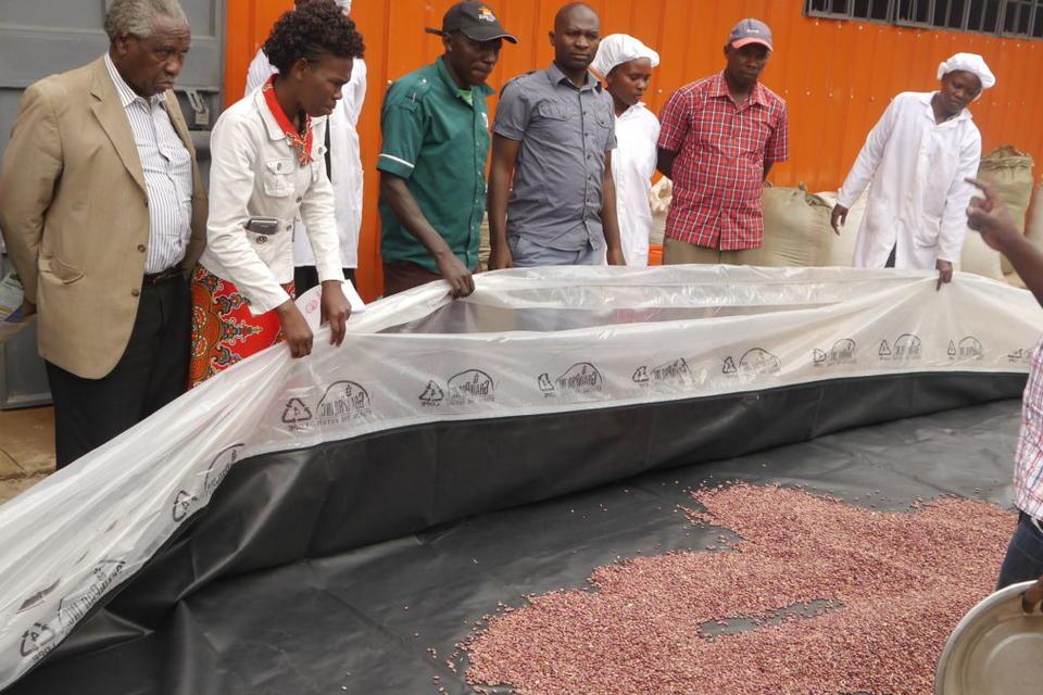 First solar-powered "bubble" driers promise more nutritious bean flour – and better prices for farmers