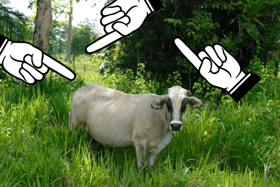 ¡La culpa no es de la vaca!