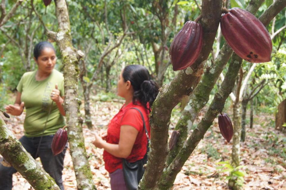 Conocimiento e información para el desarrollo: una nueva visión para el futuro de las fincas cacaoteras de Nicaragua
