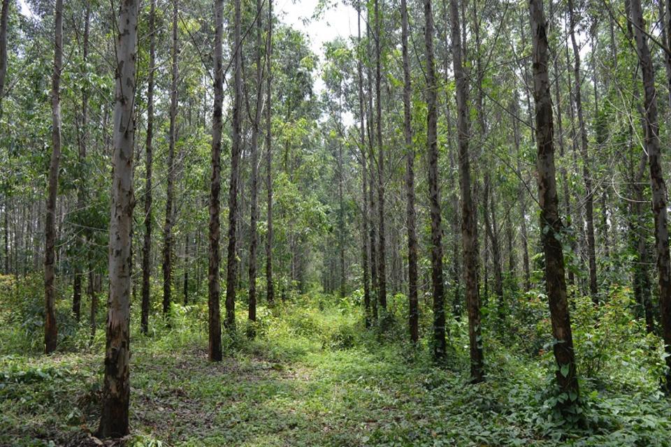El CIAT: nuevo miembro del Directorio de la Red Iberoamericana de Bosques Modelos