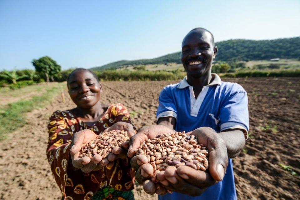 Bean power: Finger on the pulse of a drought-resilient future