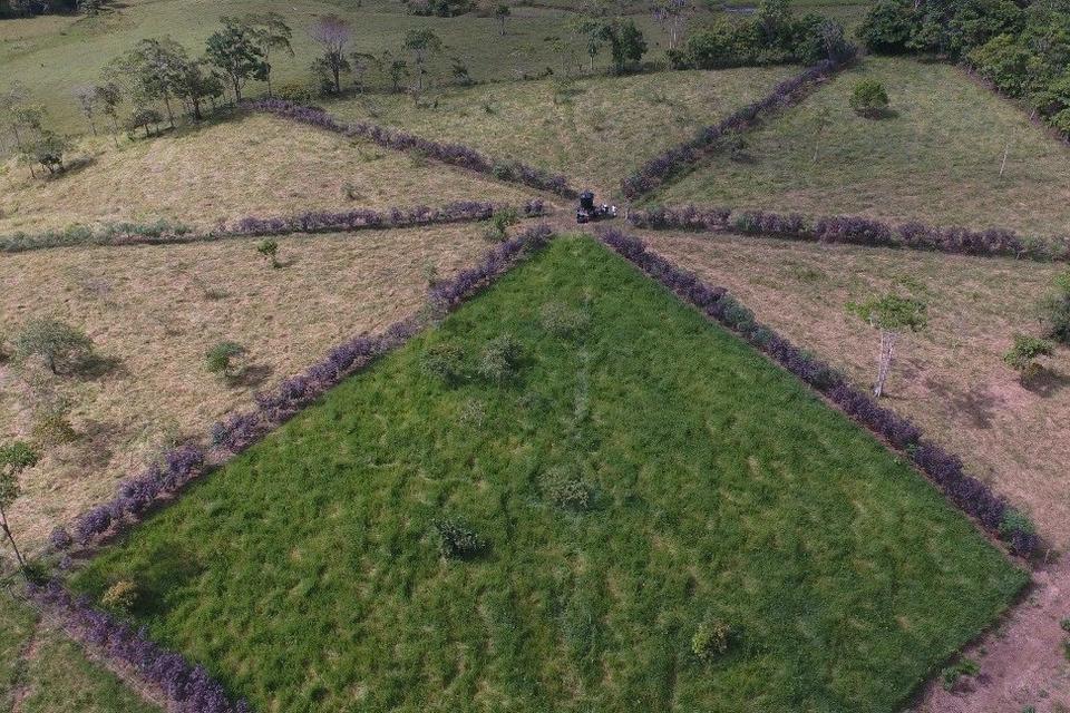 Sistemas agrosilvopastoriles, una alternativa para la intensificación ecológica y la sostenibilidad de la ganadería en Caquetá