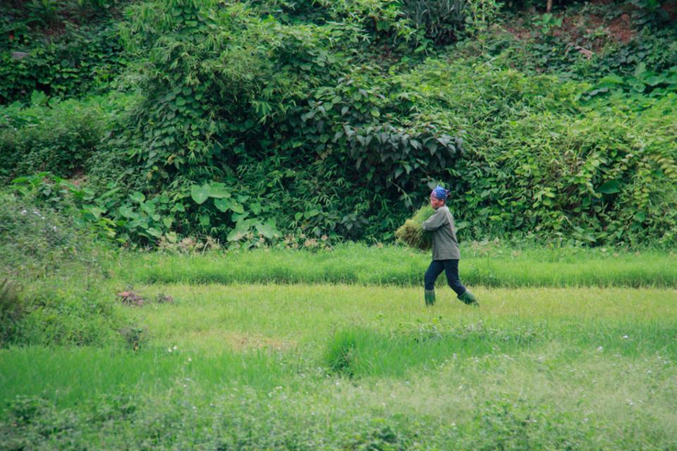 Scaling up and out. The spread of sustainably productive farming practices in Vietnam
