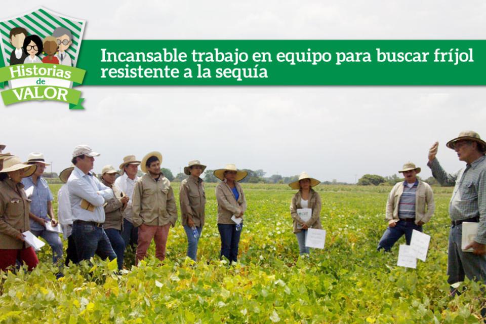 Incansable trabajo en equipo para buscar fríjol resistente a la sequía