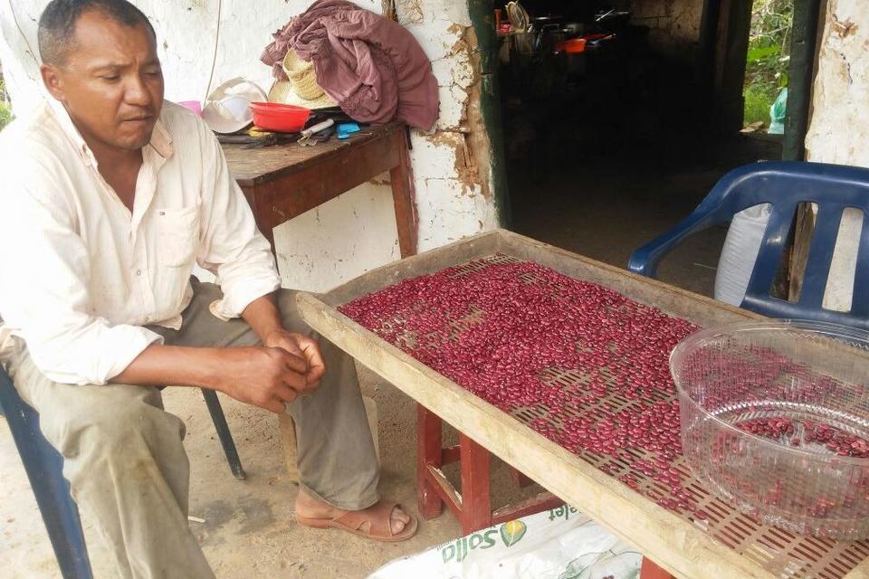 ¿Qué tan resilientes son los agricultores de fríjol en un clima cambiante?