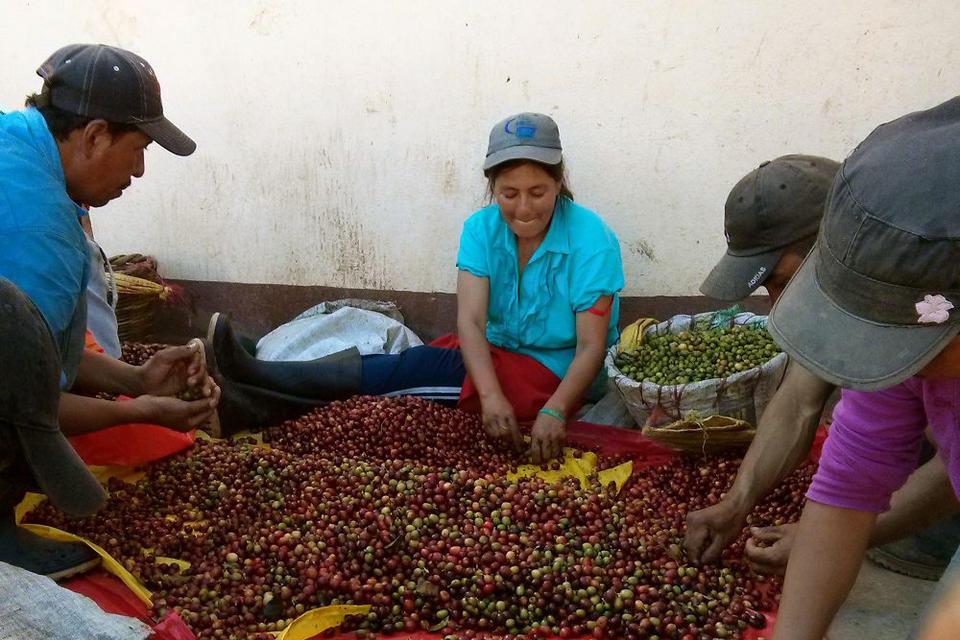 Cupping Fair Trade Coffee Impact