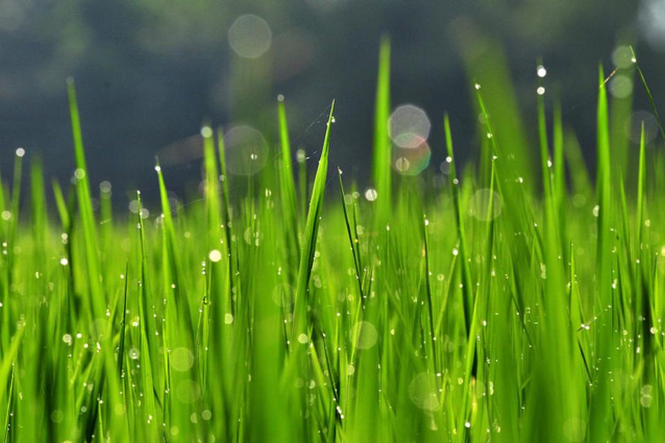 Pronósticos agroclimáticos al rescate…