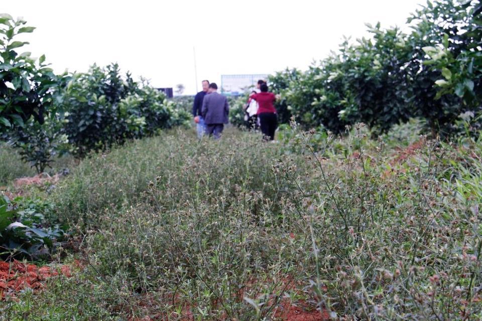 Helping build sustainably productive farming systems through the work of the Asian Cassava Breeders, and Forage Legumes, Networks