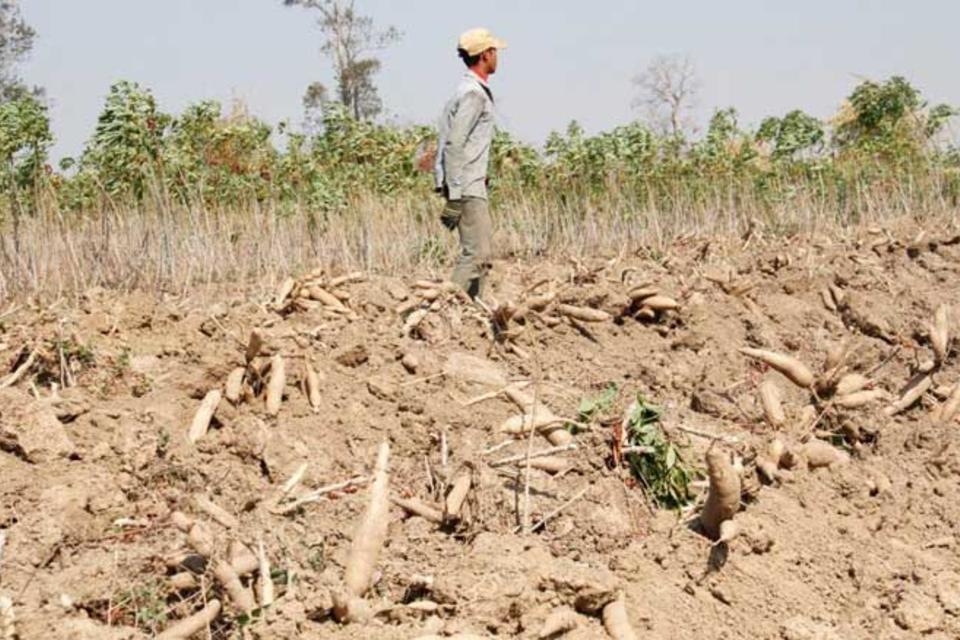 GCP21 calls for regional approach to stem the outbreak of cassava mosaic disease in Southeast Asia