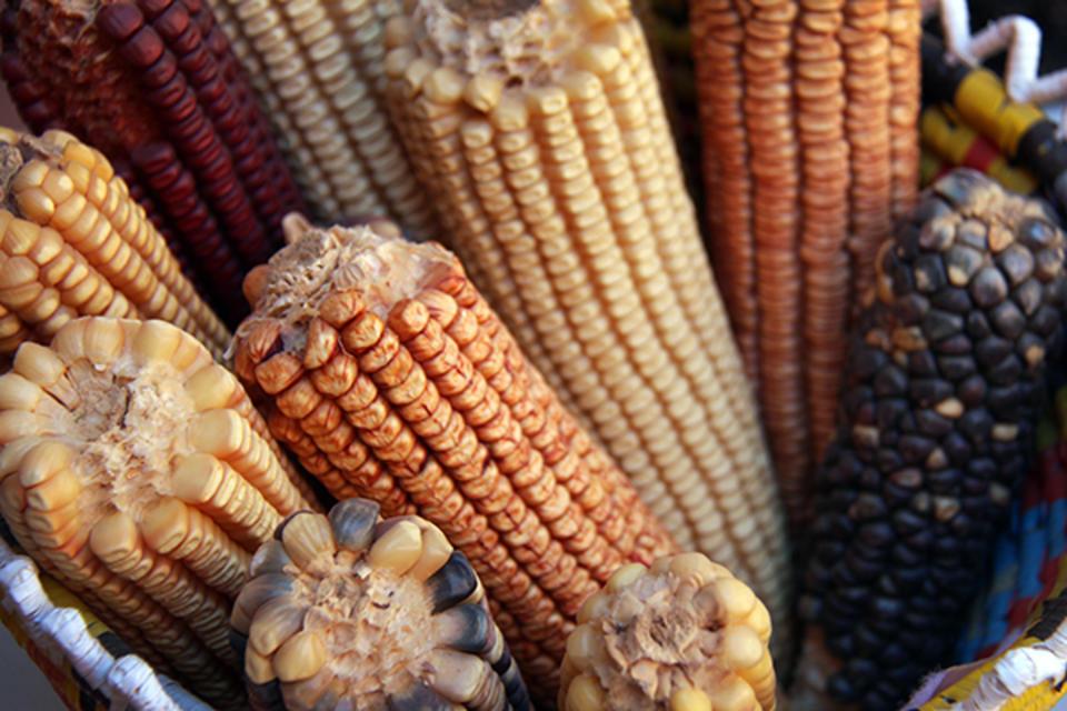 Adapting with crop diversity – an interview on climate change