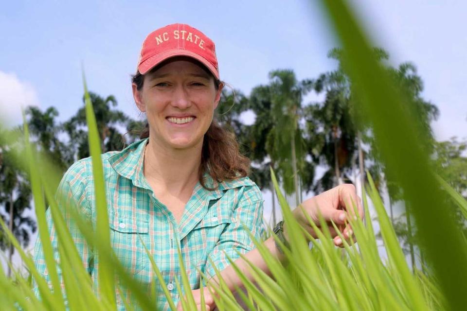 Brachiaria breakthrough: scientists home-in on apomixis