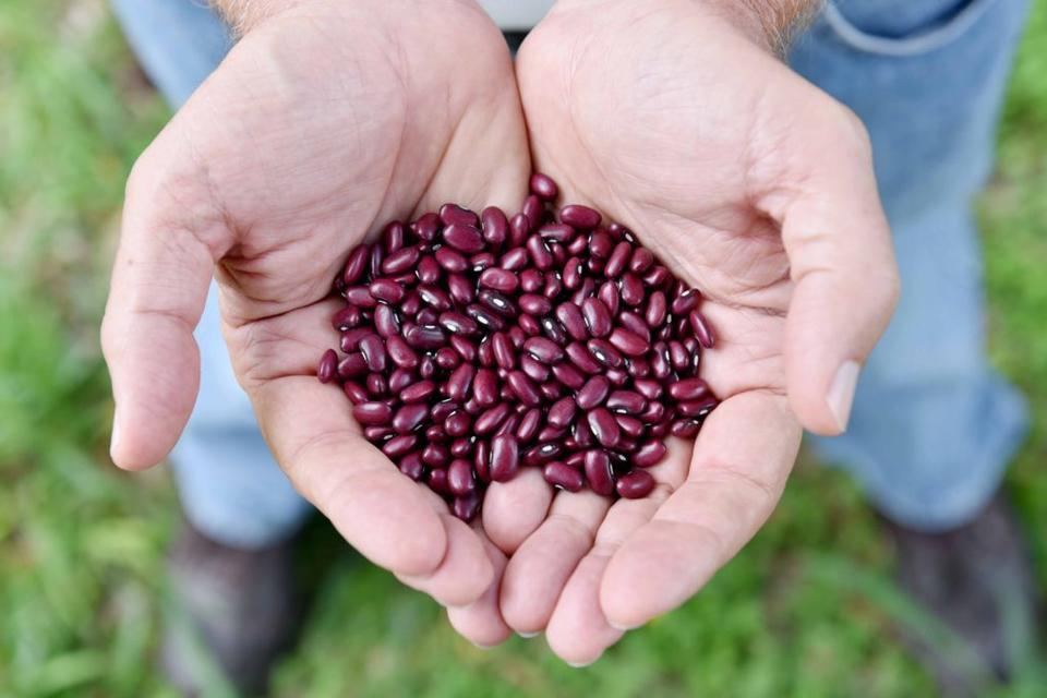High-iron beans: a new "superfood" for Colombia