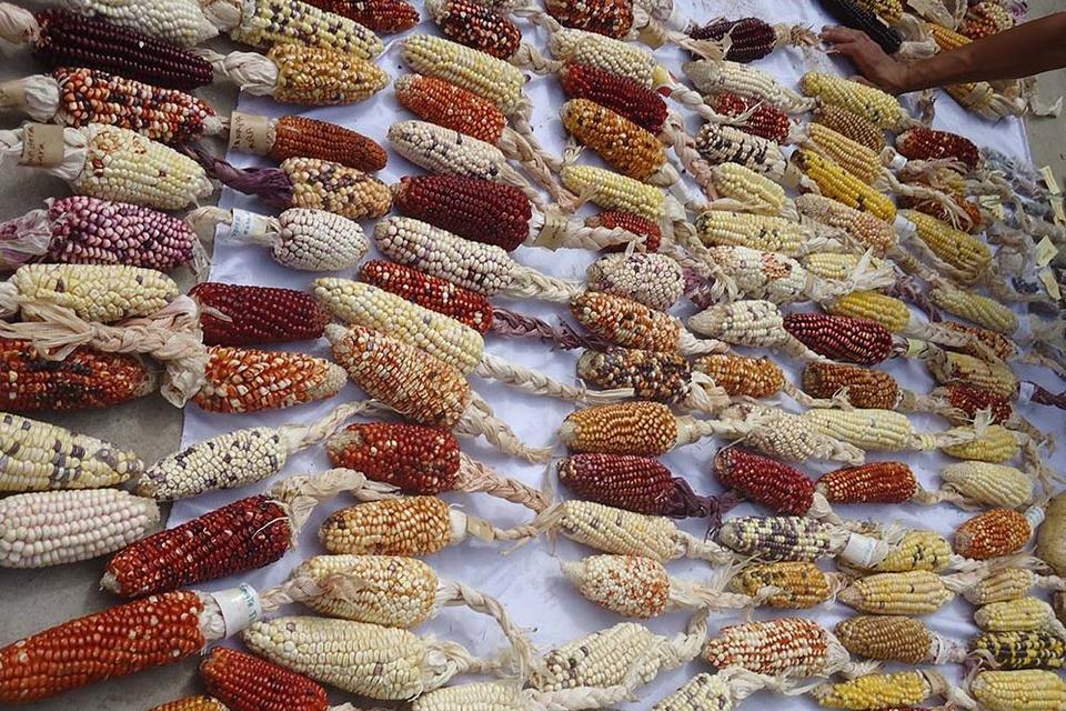 Expanding the horizons of biodiversity for sustainable food futures