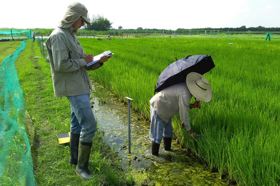 How drone-assisted breeding can help stop rice hoja blanca disease