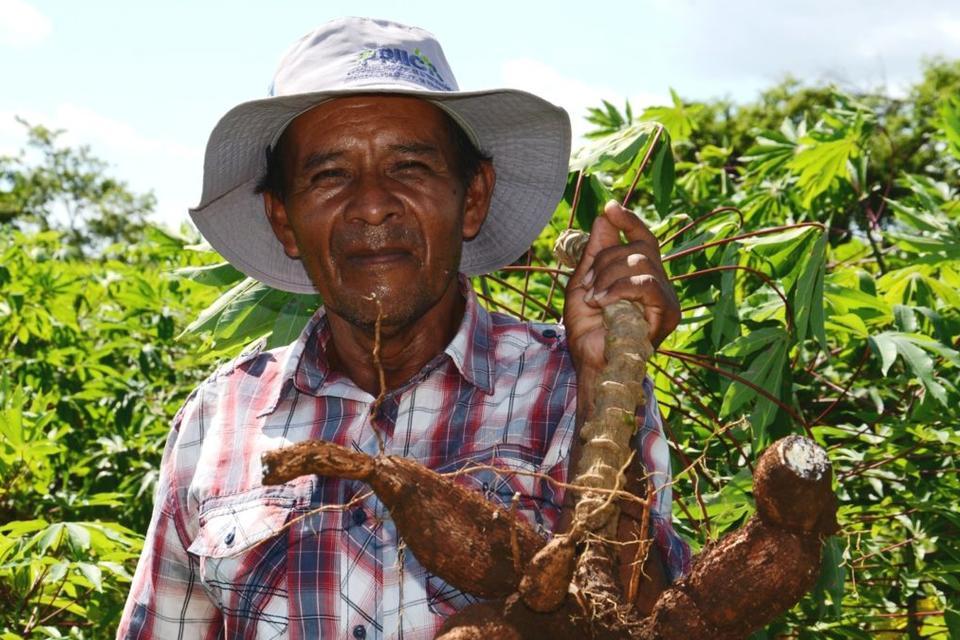 La yuca, una alternativa económica y de seguridad alimentaria que echa raíces en Centroamérica