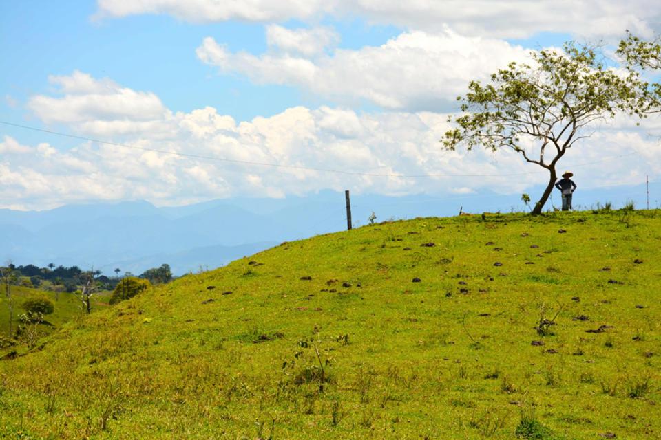 Arbolitos y esperanzas: un recorrido por la Amazonía en Perú y Colombia