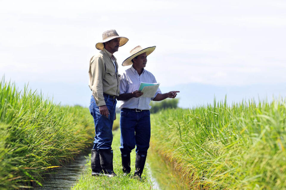 BMS, sistema clave para los mejoradores del CIAT